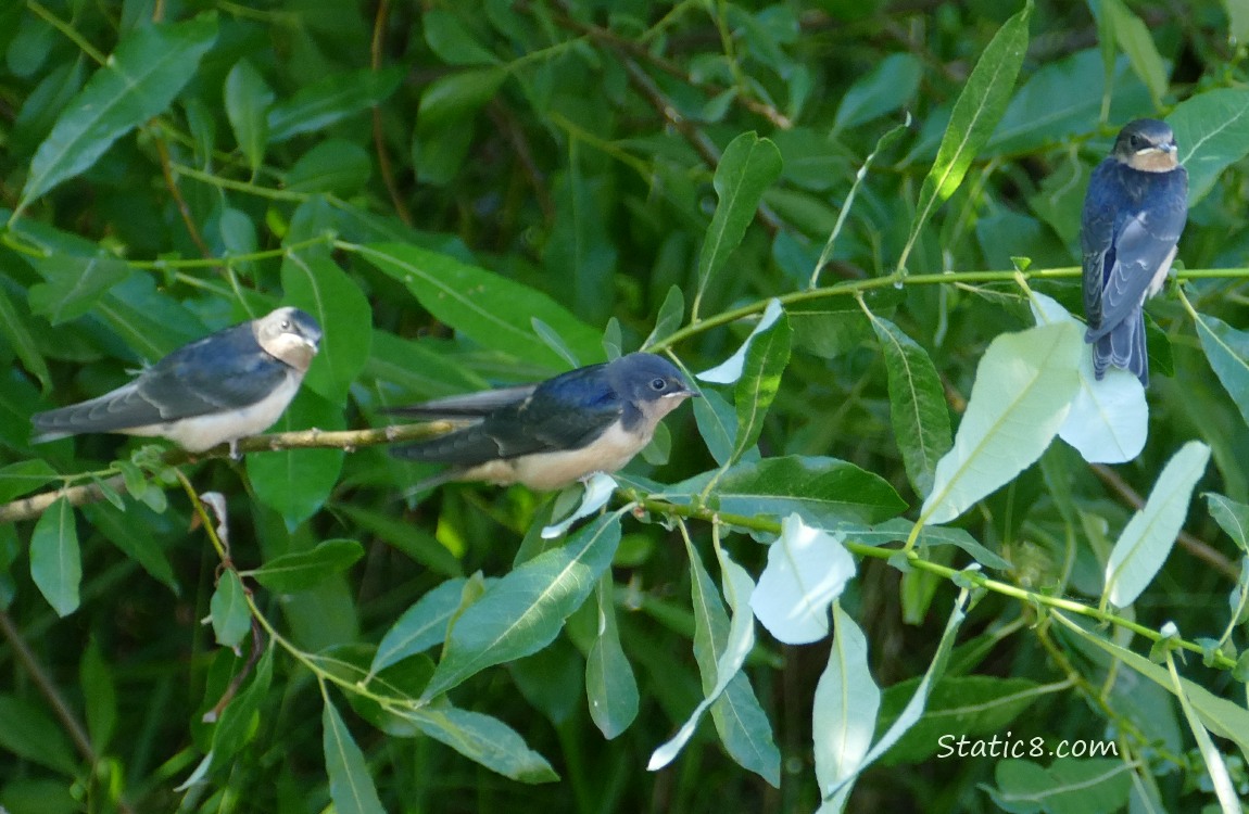 Three Barn Swallow fledglings, standing in a bush