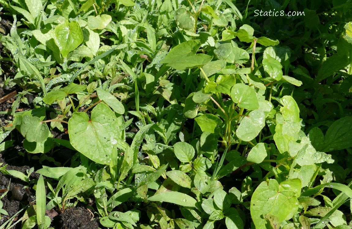 Buckwheat seedlings with weeds