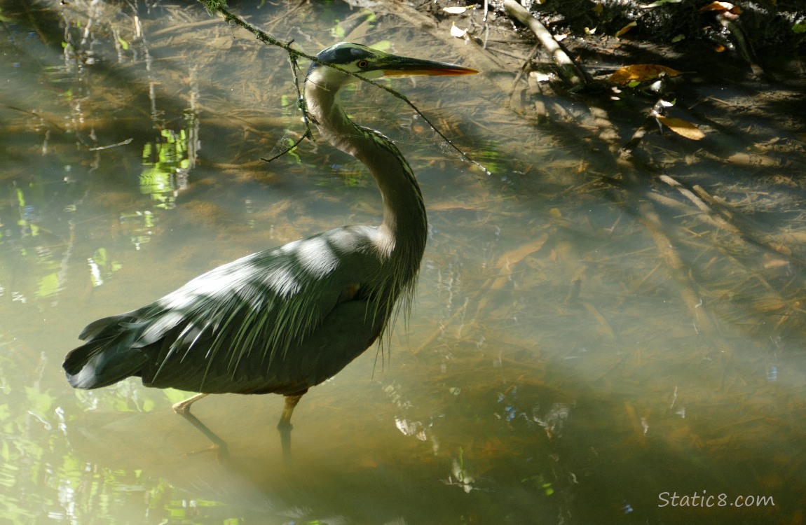 Great Blue Heron walking in shallow water