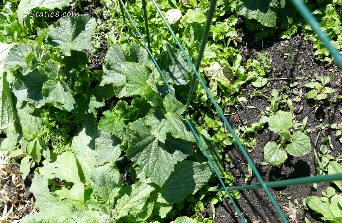 Cucumber patch