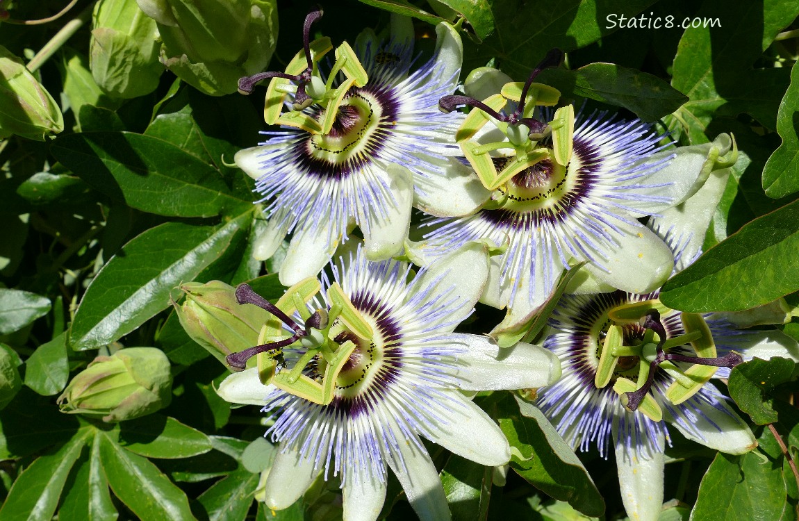 Passion Fruit blooms