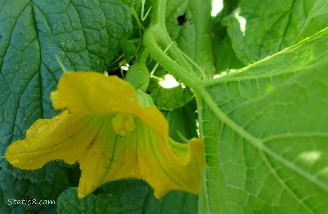 Yellow Squash bloom