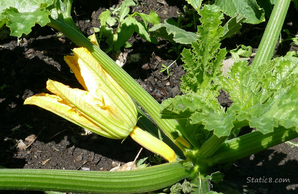 Yellow zucchini growing on the vine