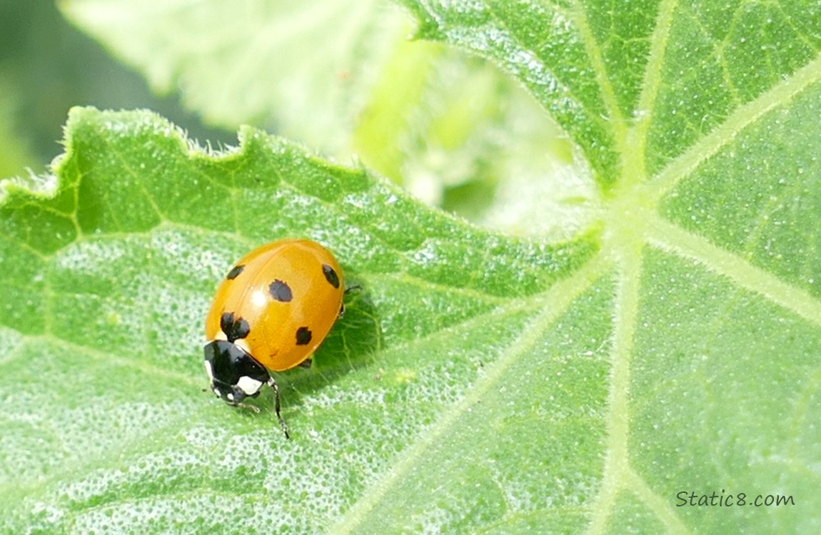 Ladybug walking on a leaf