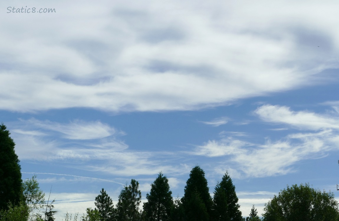 Cirrus clouds over the trees