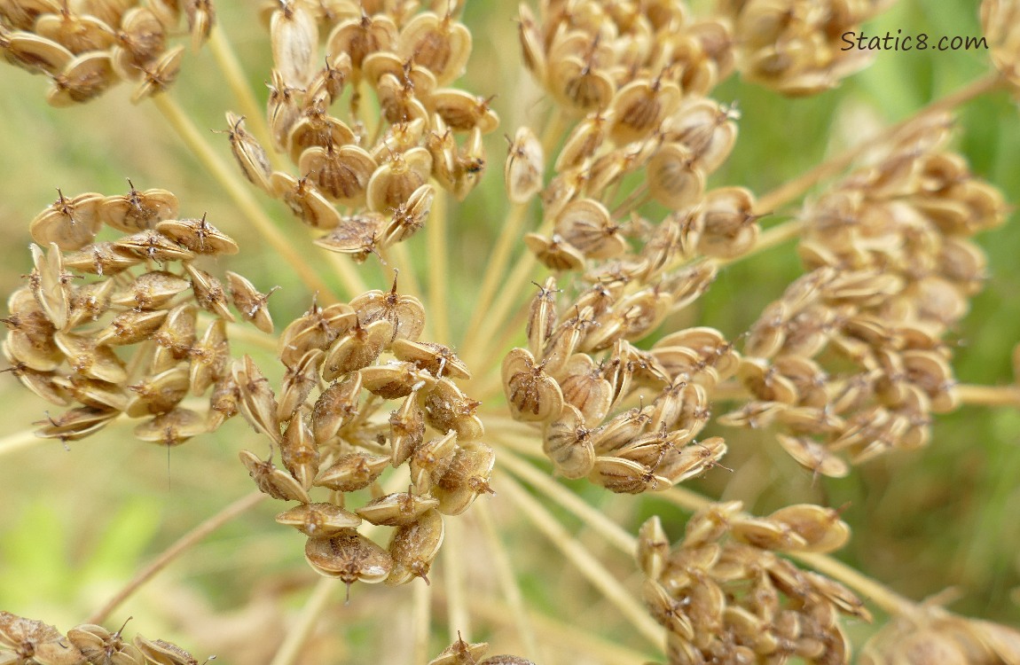 Cow Parsnip seed heads