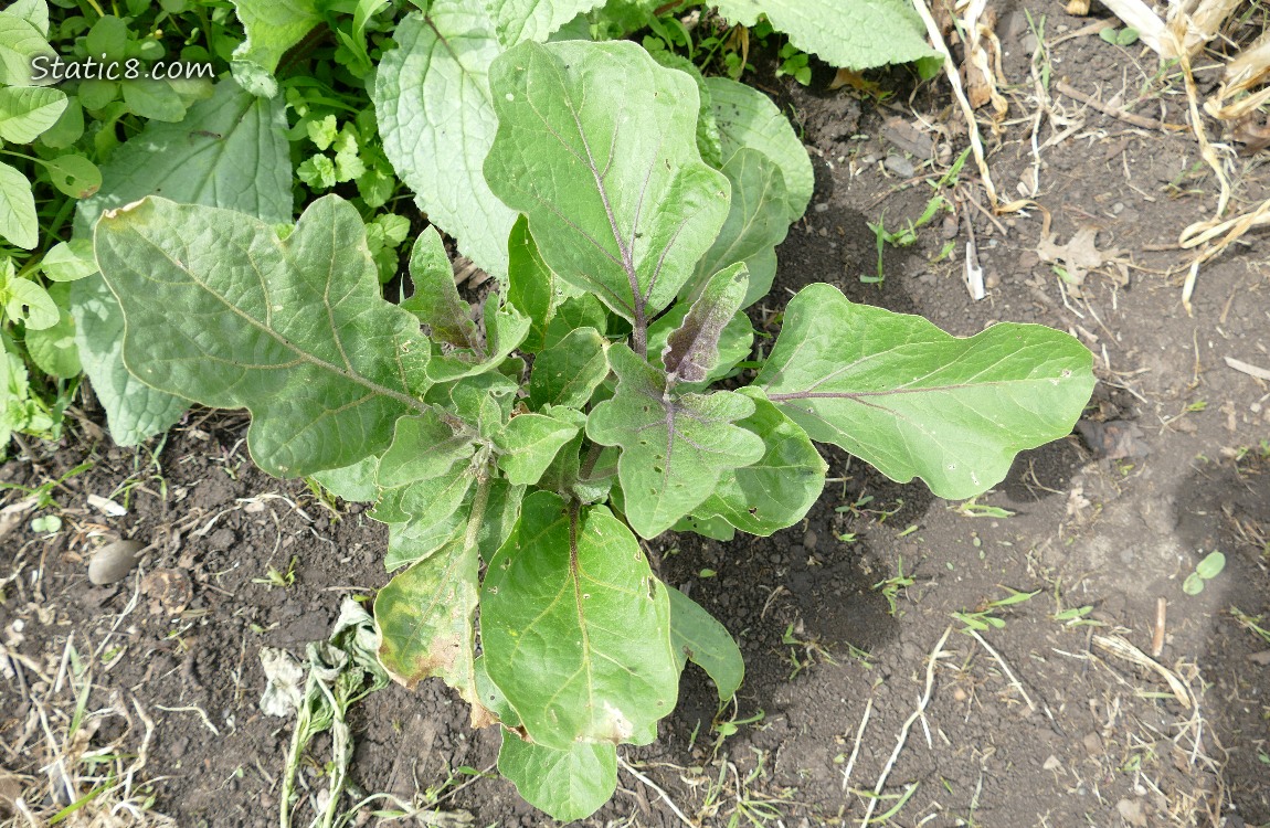 Eggplant growing