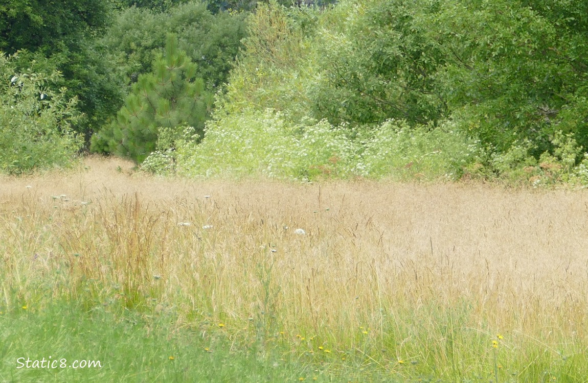 Grass and Trees