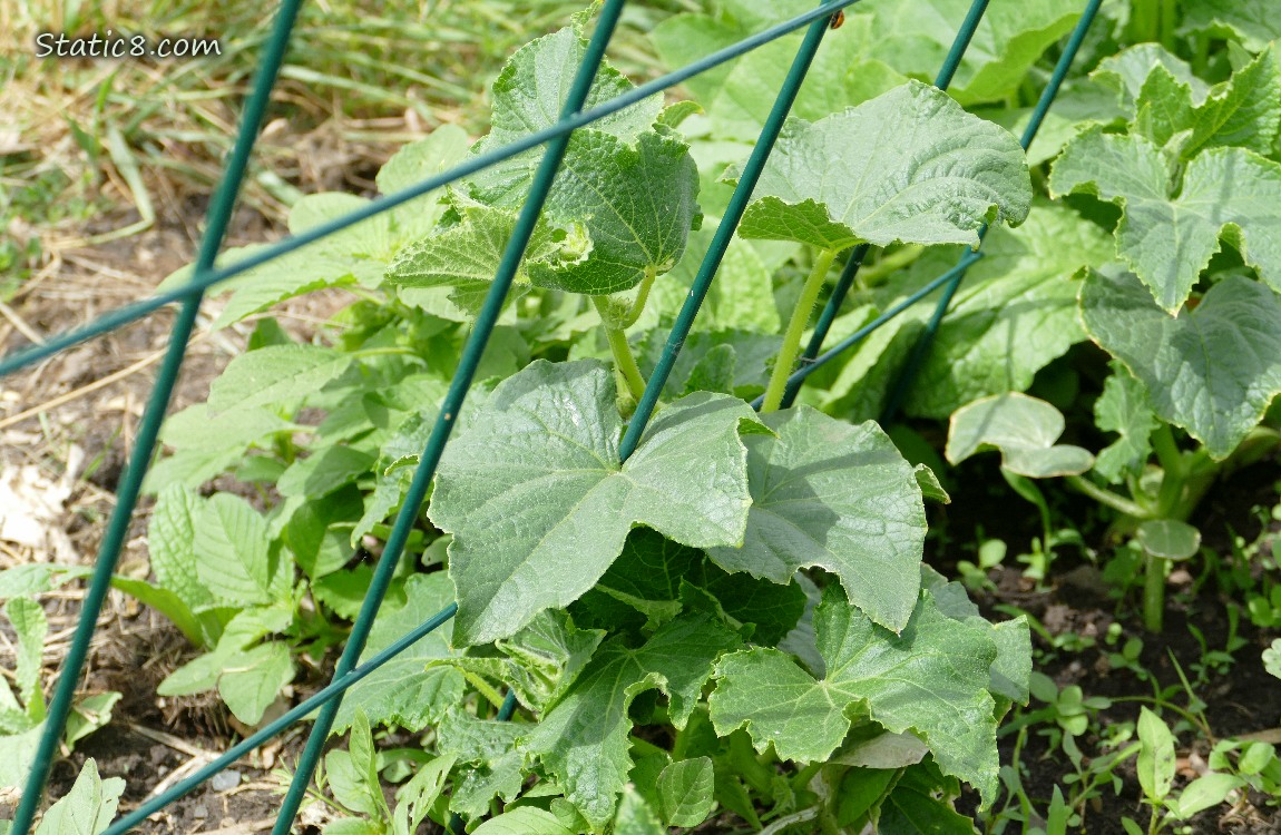 Cucumber plant under a trellis