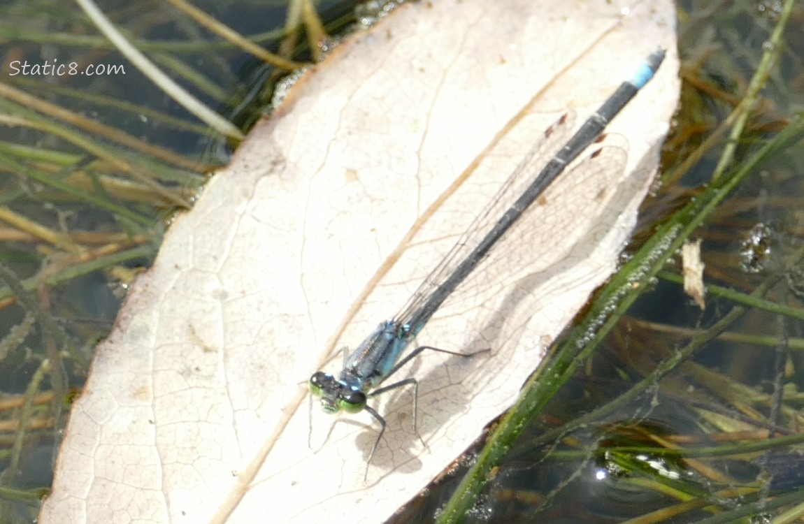 Damselfly standing on a leaf floating in the water