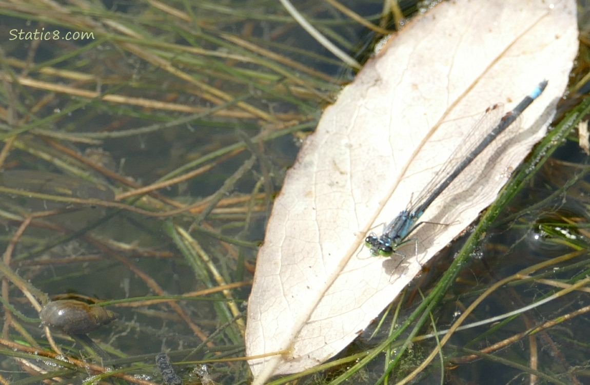 damselfly standing on a leaf floating in the water