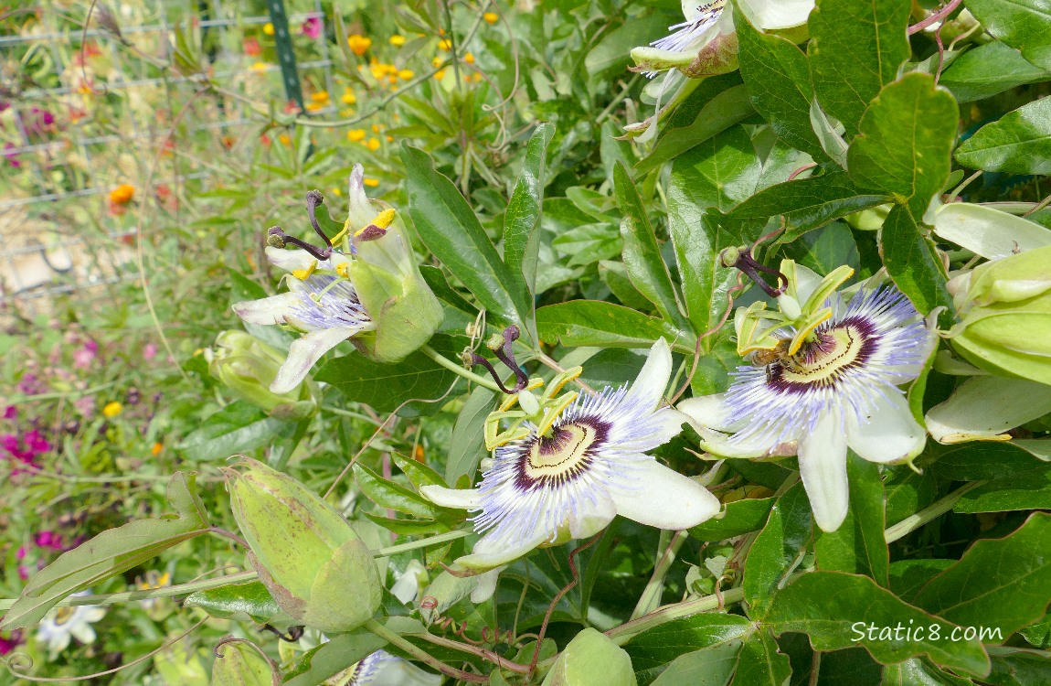 Passion Fruit blooms with orange and pink blooms in the background