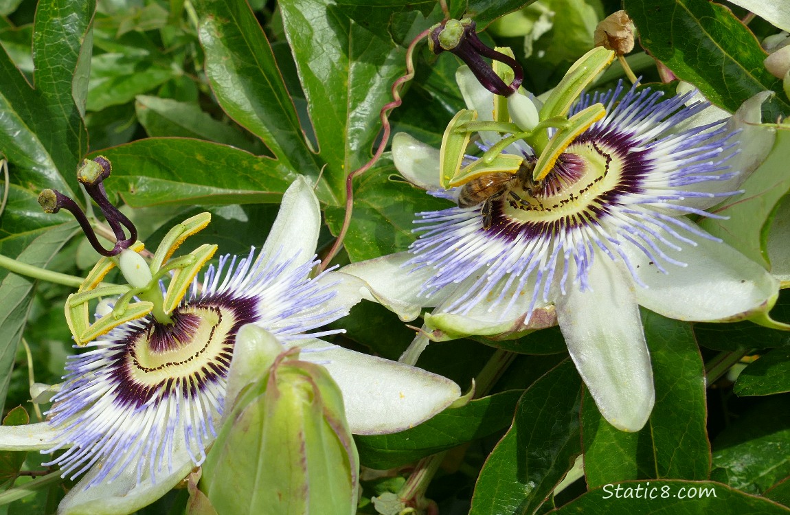 Passion Fruit blooms