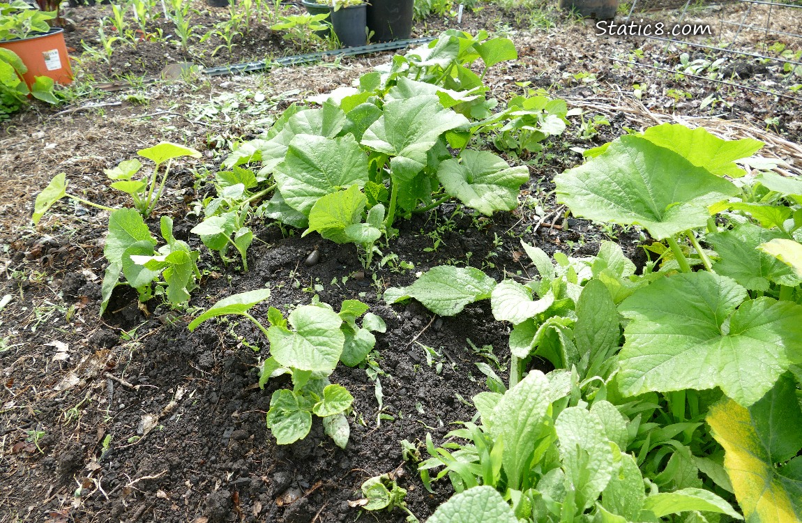 Squash plants