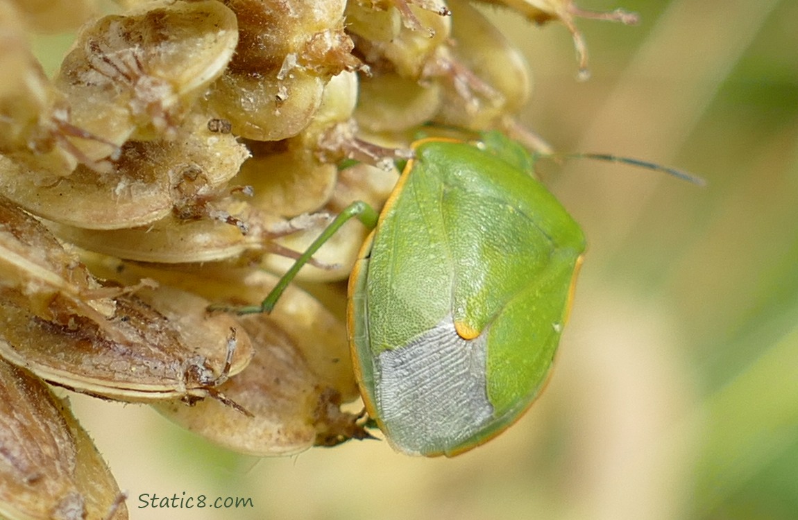 bright green Stink Bug