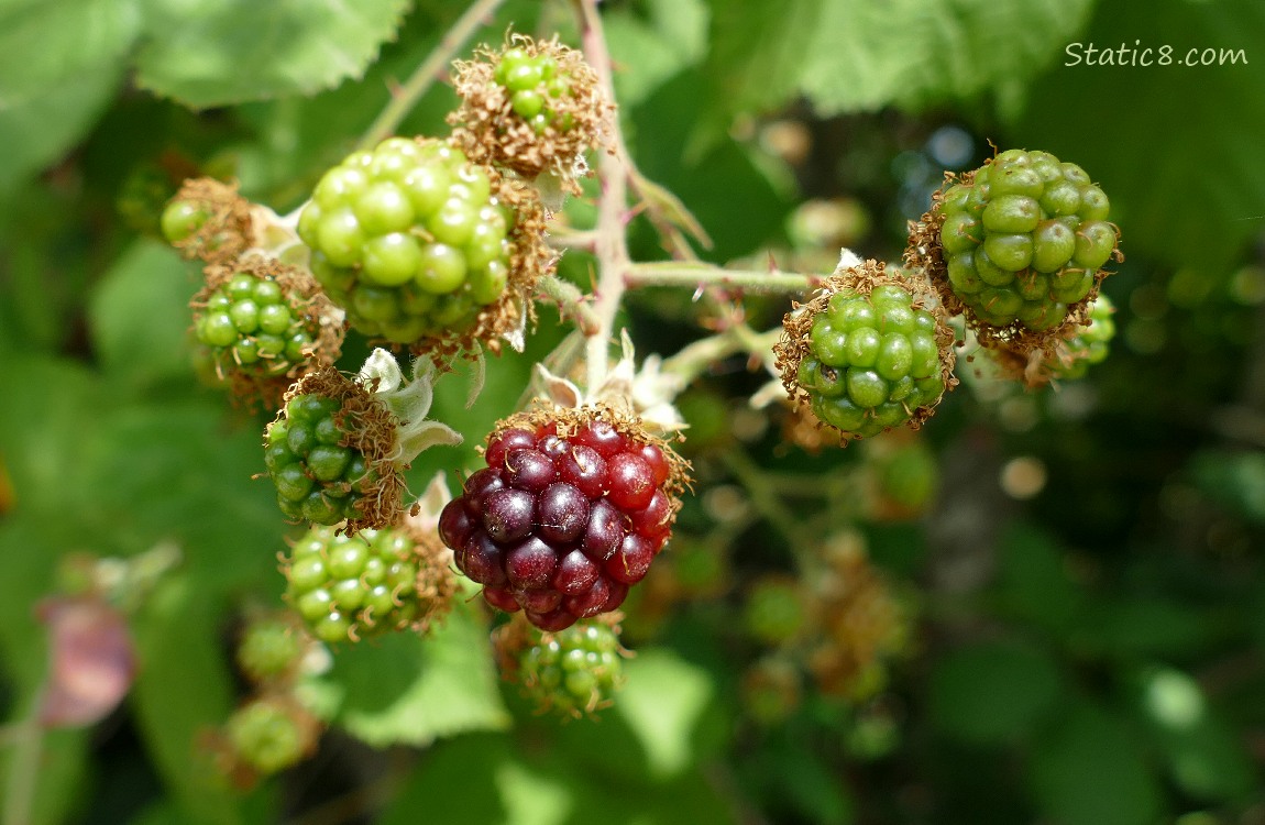 Ripening blackberry fruits on the vine