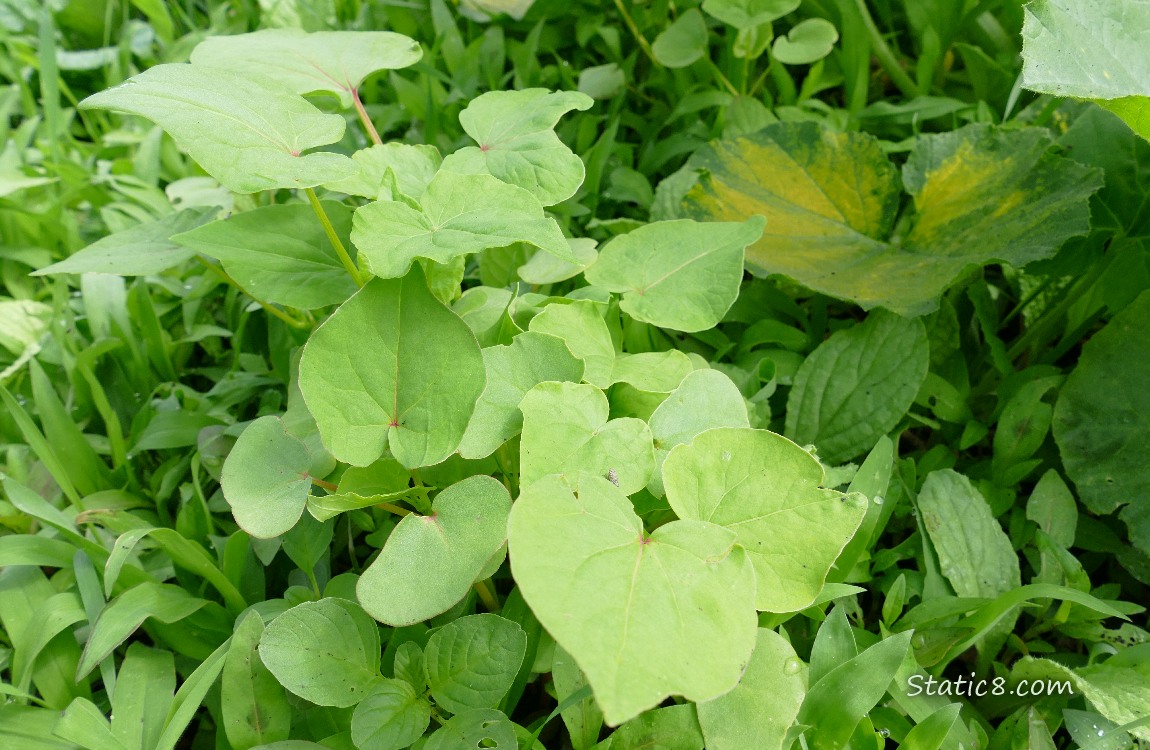 Buckwheat leaves surrounded by weeds