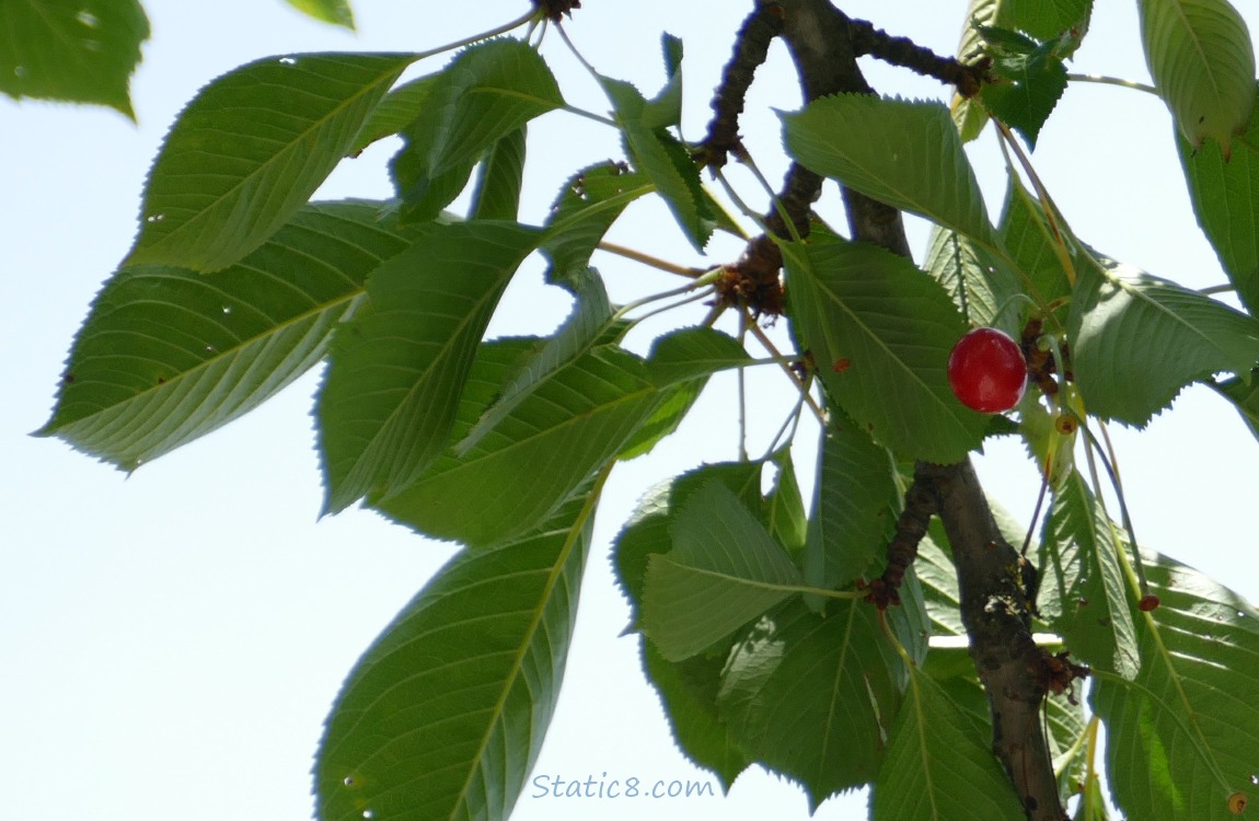 Cherry fruit on the tree