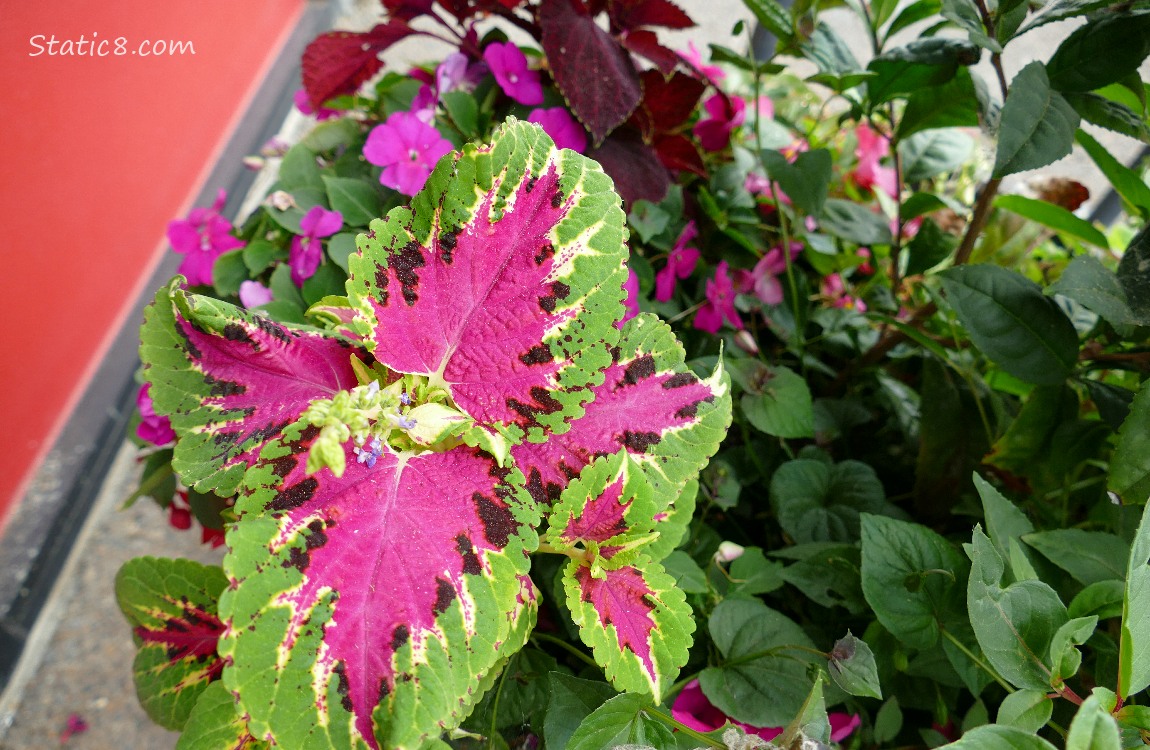 Foliage and flowers