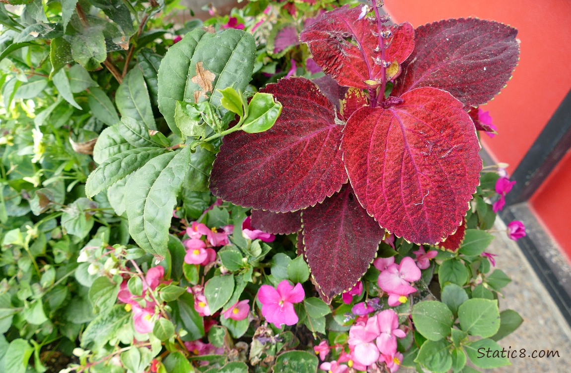 Foliage and flowers