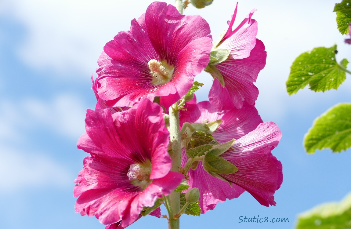 Pink Hollyhock blooms