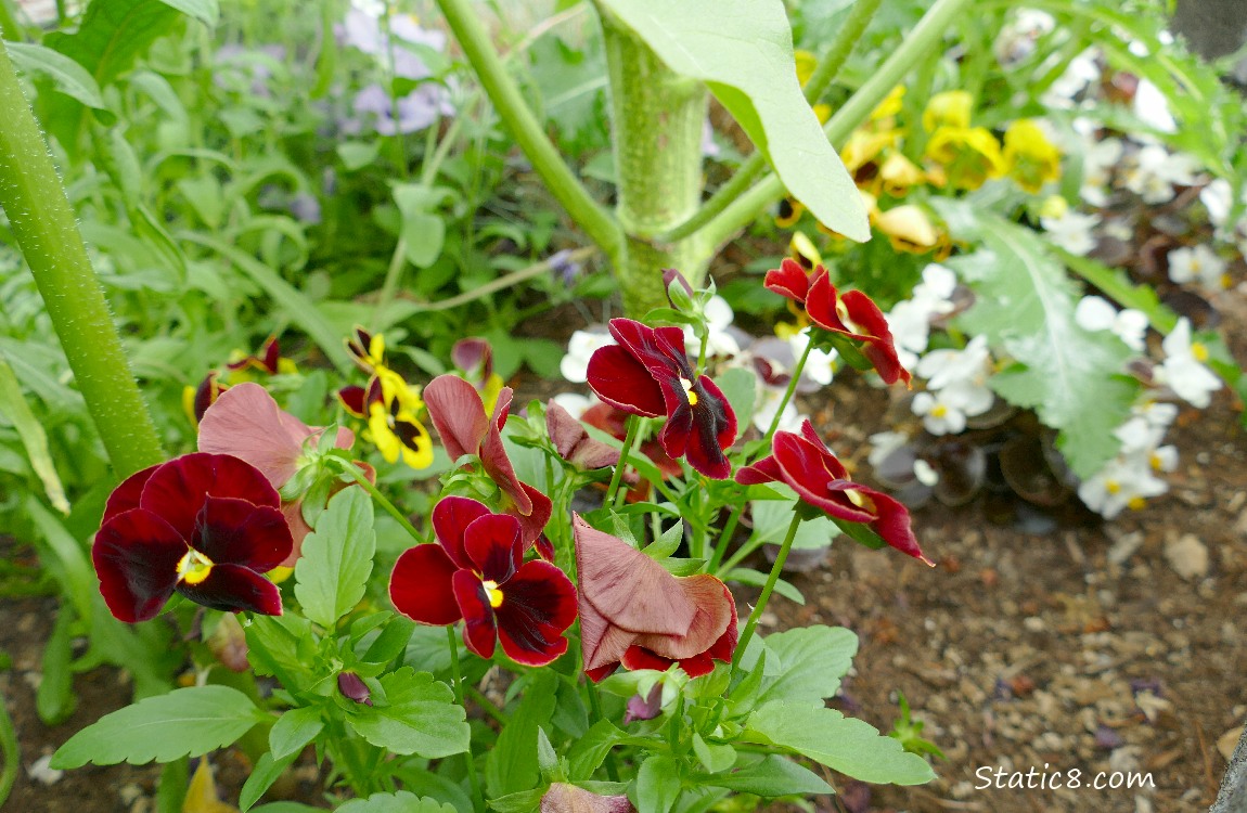 Red Pansy blooms with other blooms in the background