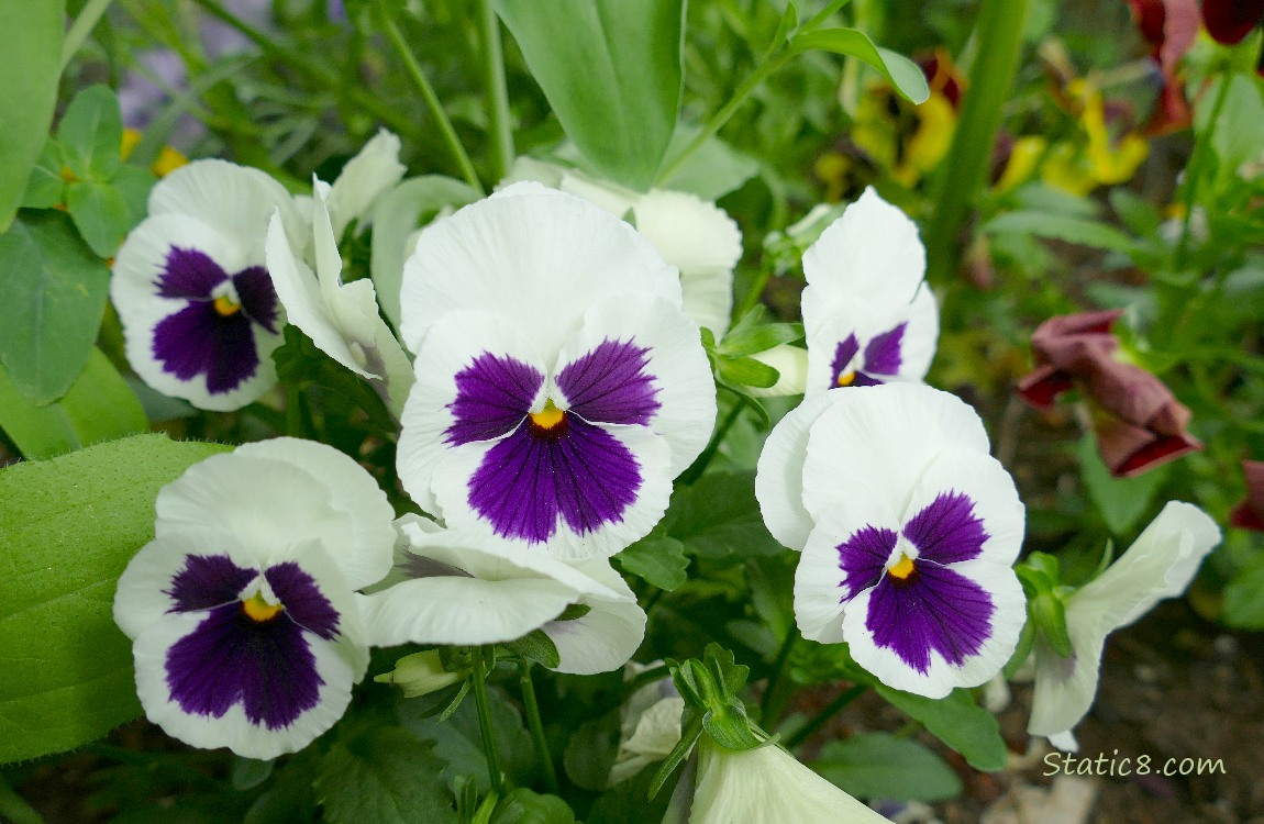 White and purple Pansy blooms