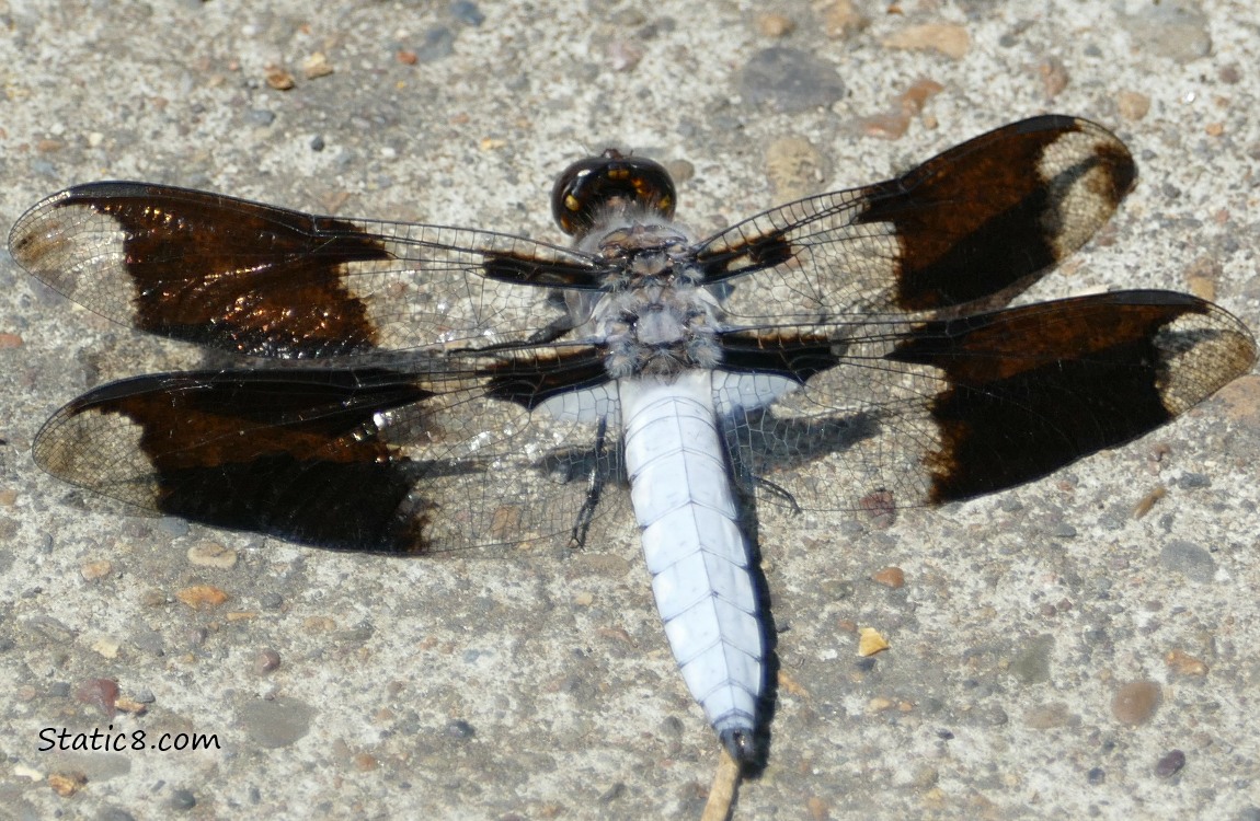 Dragonfly standing on the sidewalk