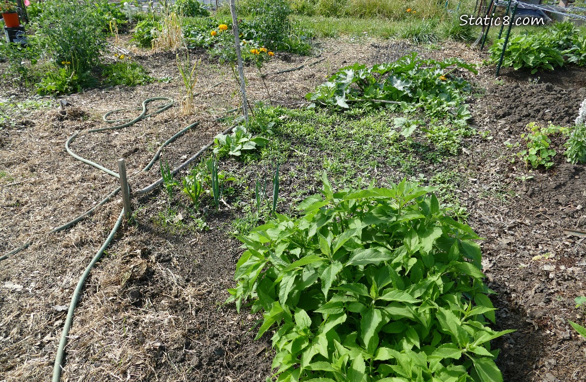 garden plot