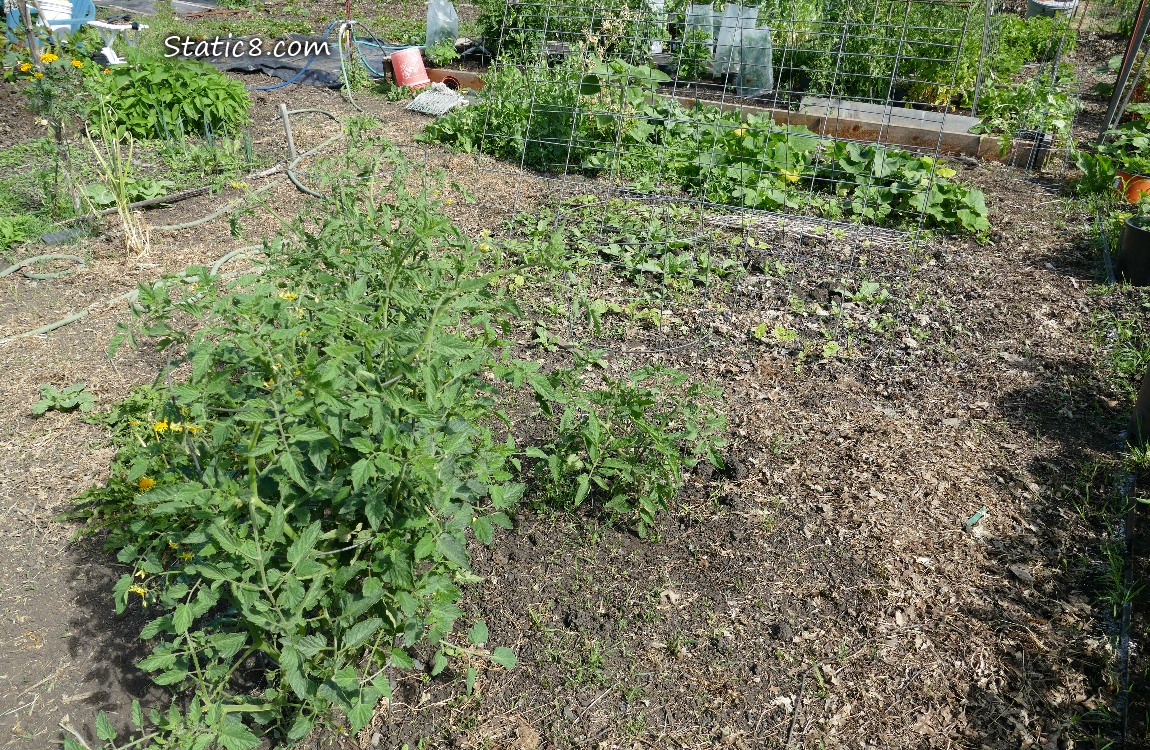 garden plot