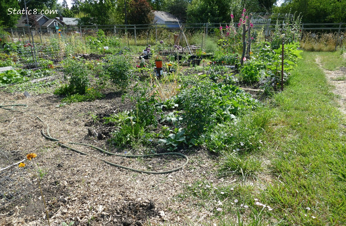 Garden Plot