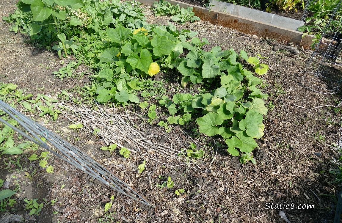 garden plot