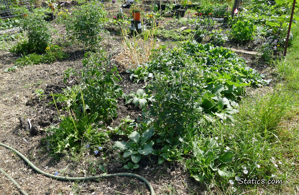 garden plot