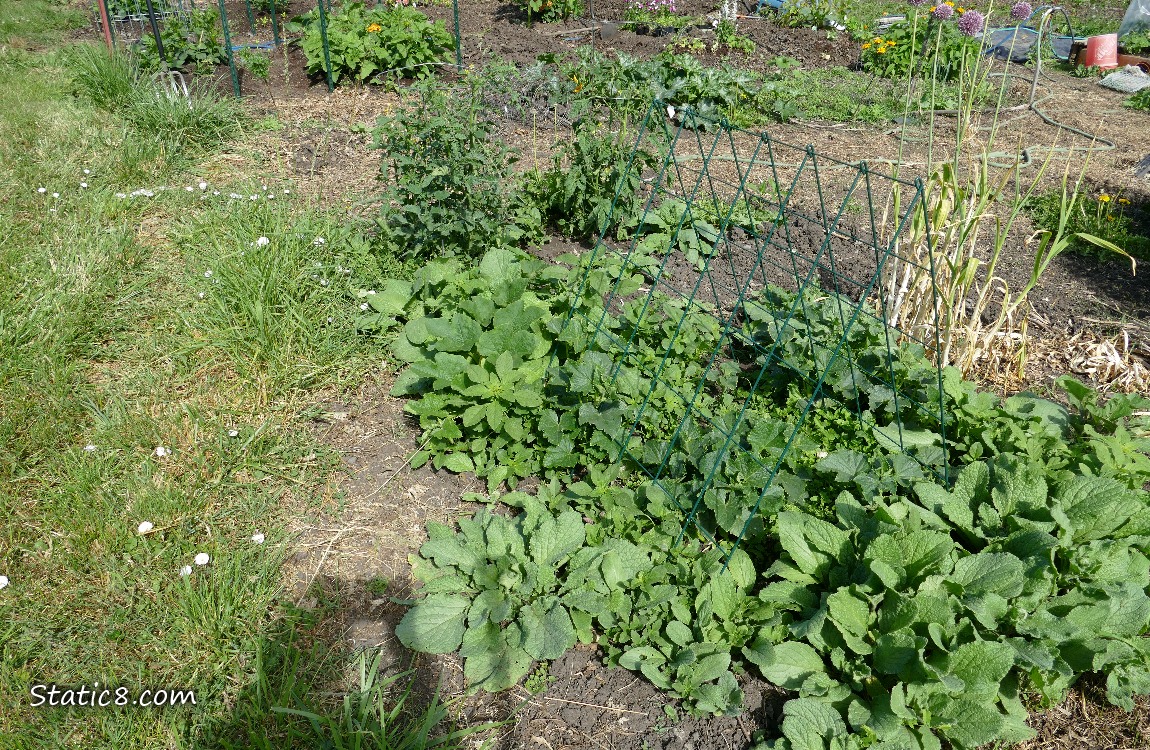 garden plot