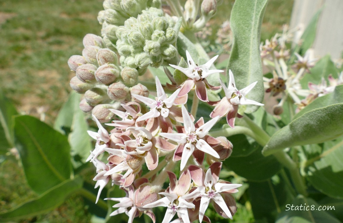 Showy Milkweed bloom