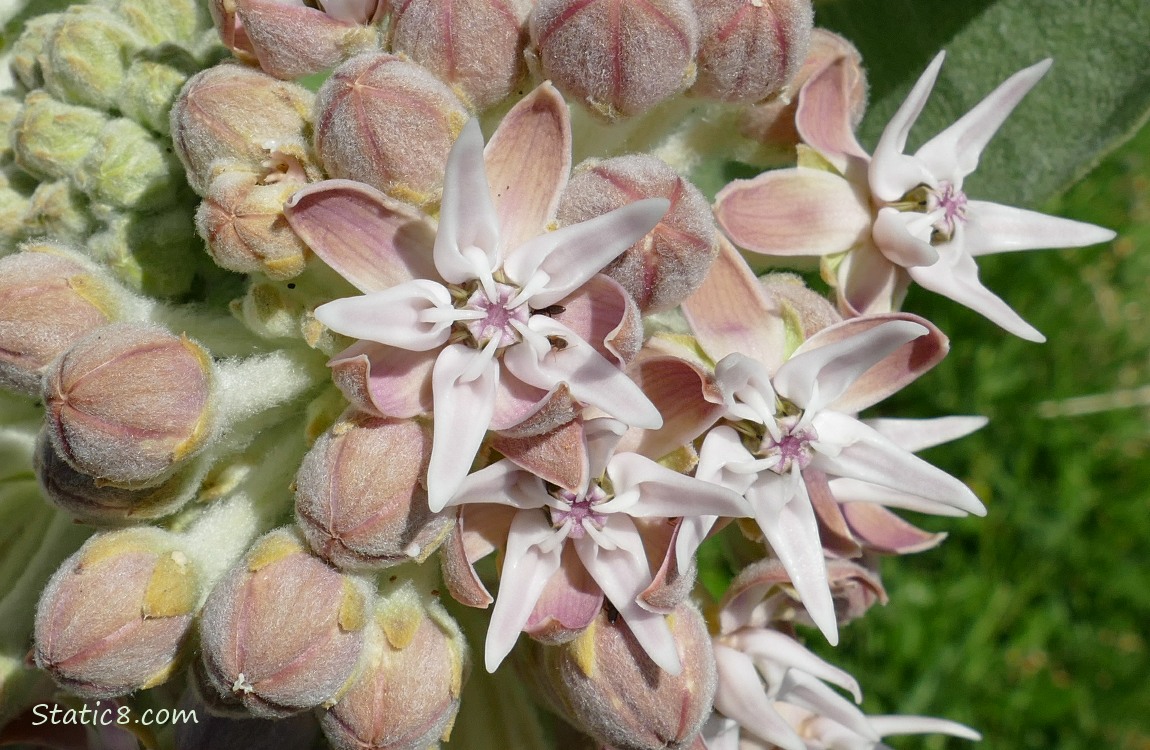 Showy Milkweed blooms