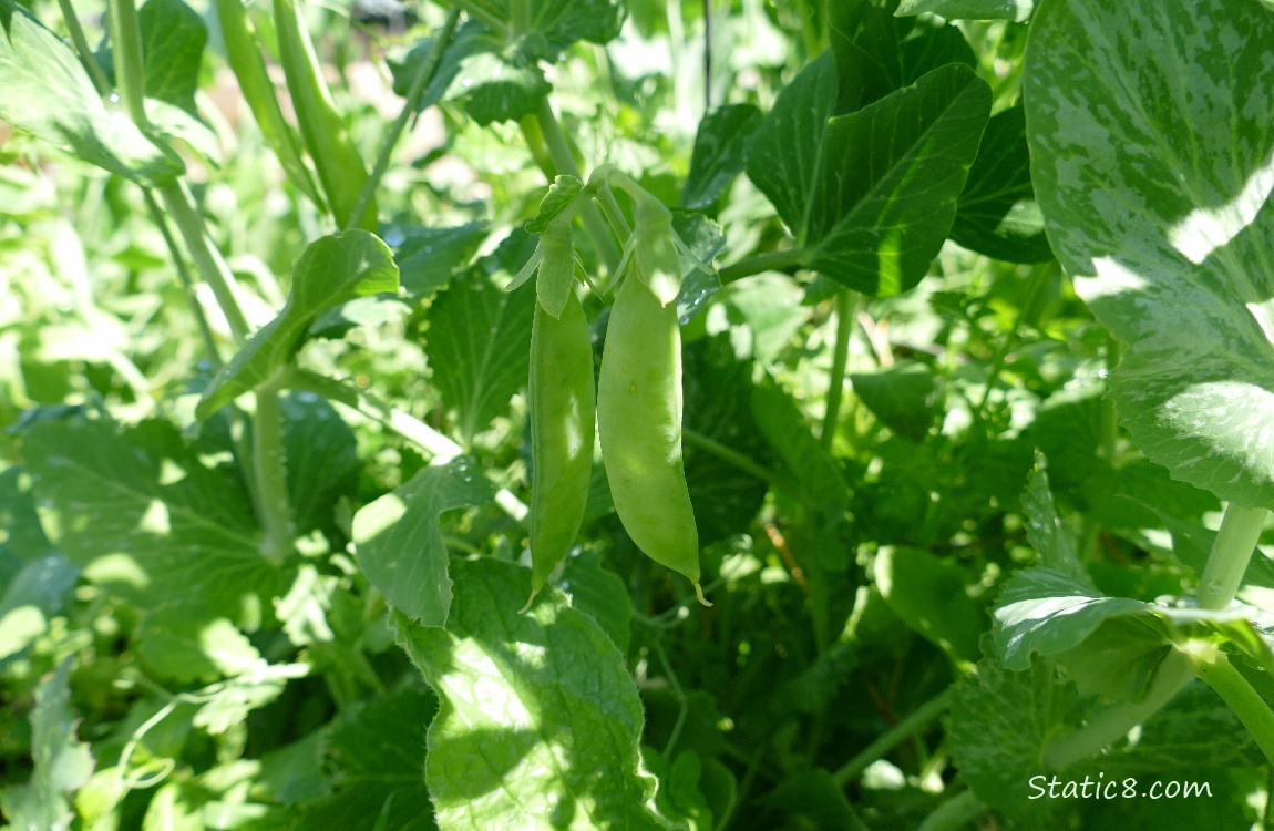 Snap Pea pods hanging on the vine