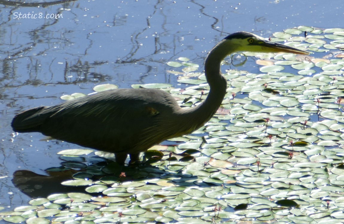 Great Blue Heron standing in shallow water with water lilies