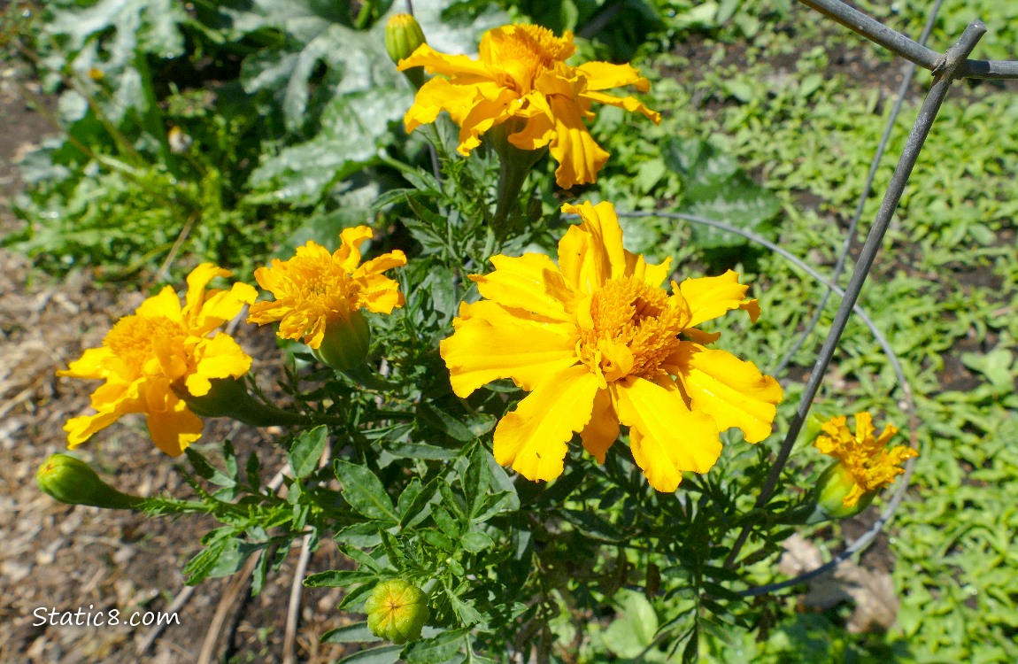 Marigolds