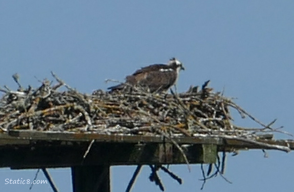 Osprey standing in a platform nest