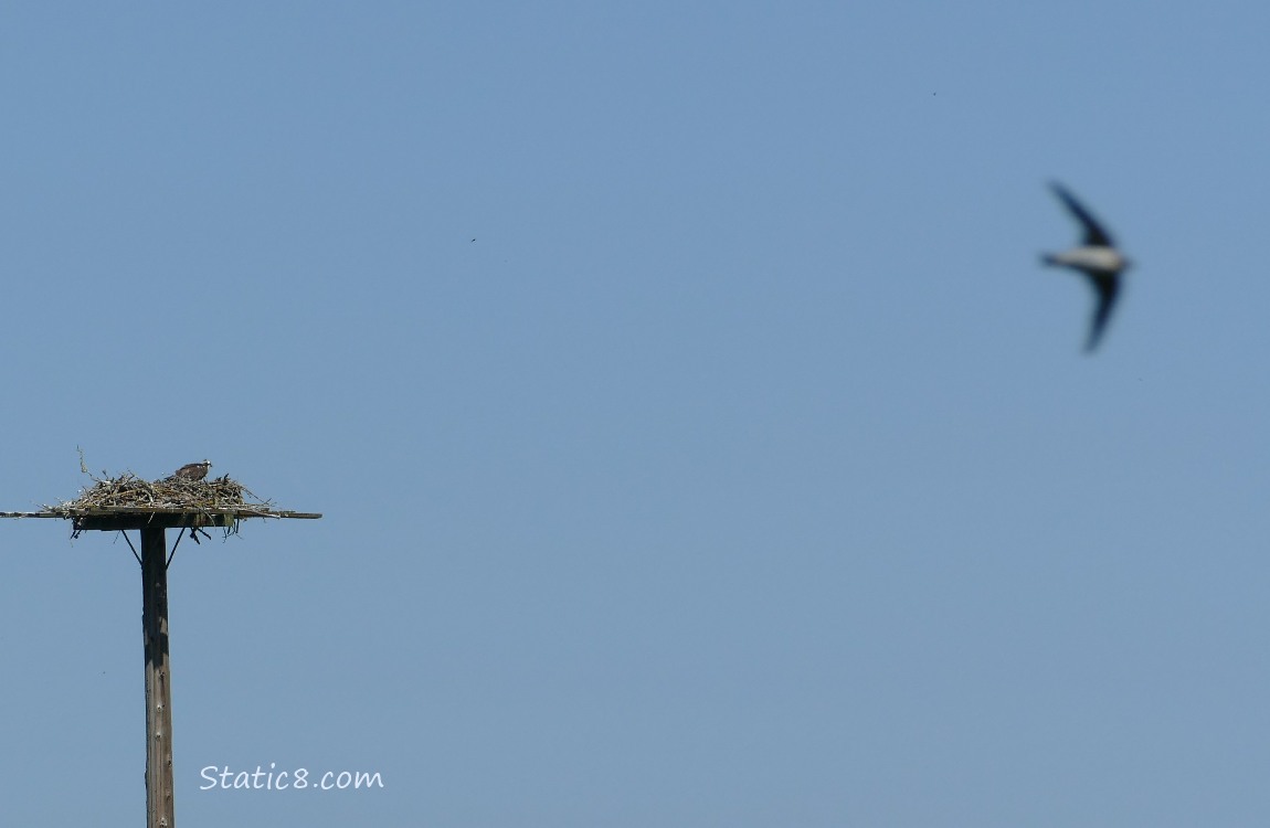 Osprey standing in a platform nest, a swallow flies by