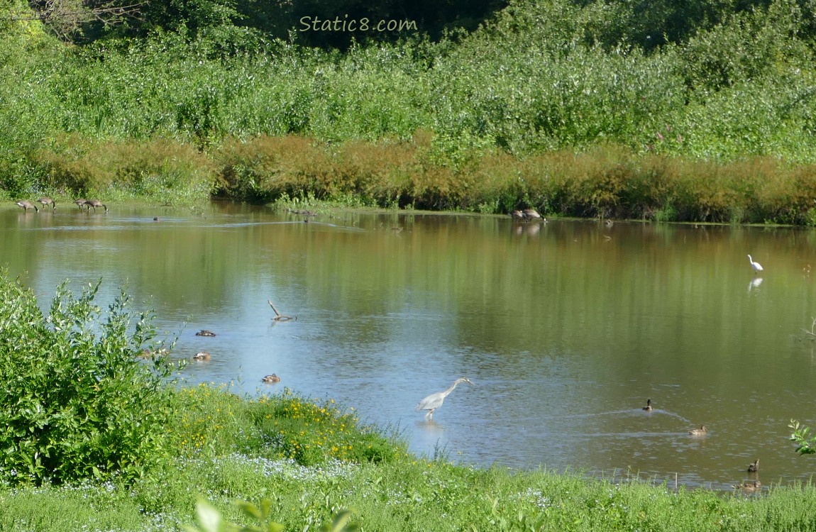 Pond with ducks, a heron and egret and Canada Geese at the banks