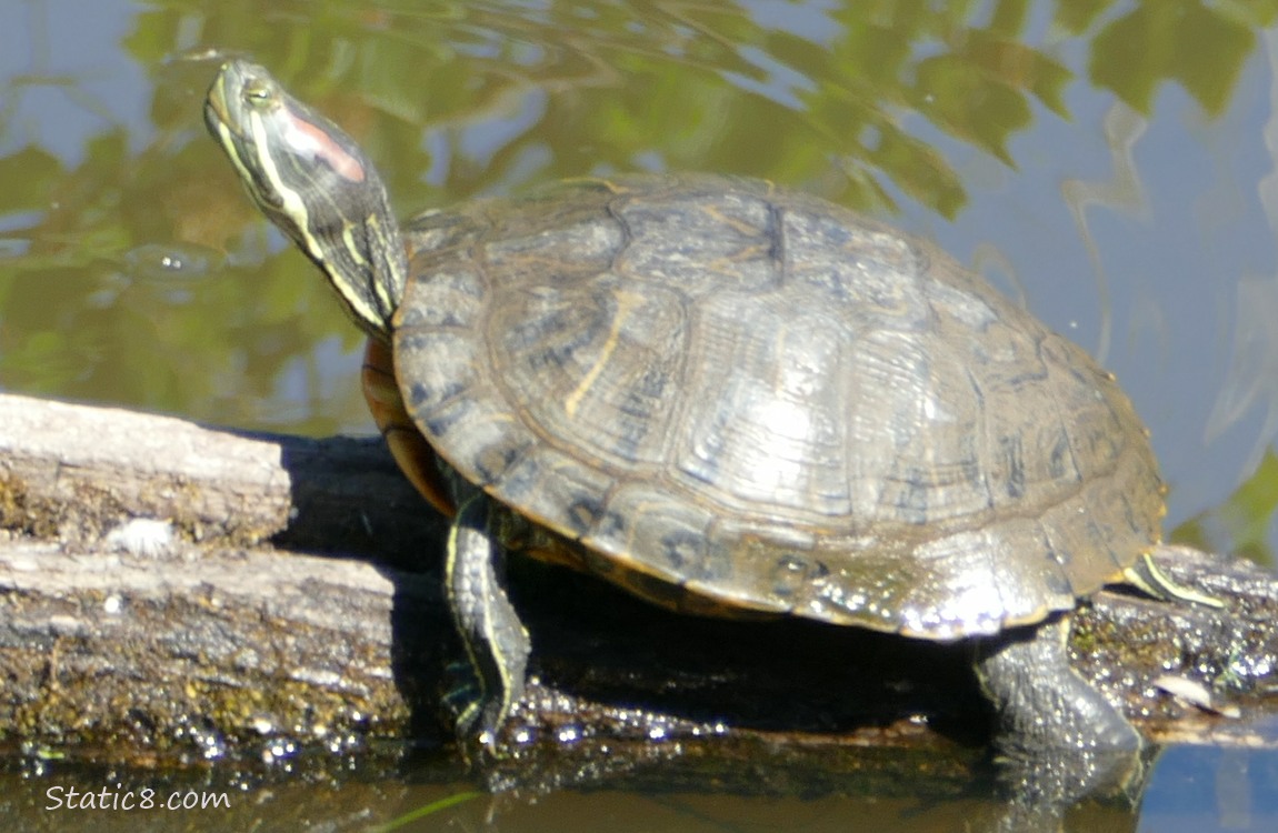 Turtle sitting on a log