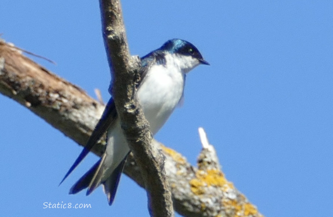 Tree Swallow standing on a bare branch