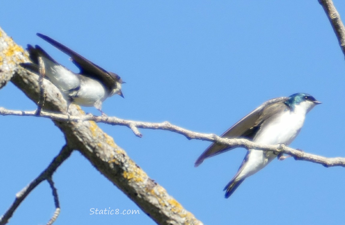 Tree Swallow fledgling begging on a branch