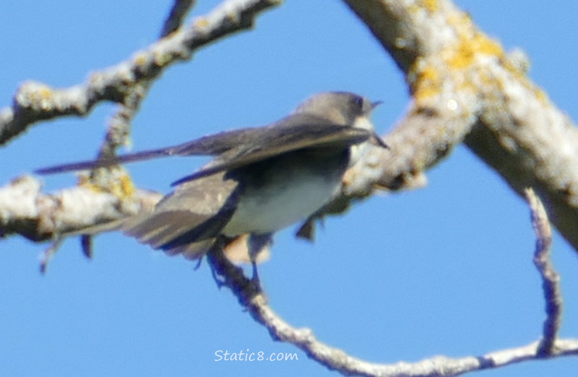 Tree Swallow fledgling standing on a bare stick, begging