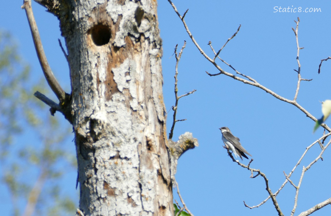 Hole in a snag, with a blurry Tree Swallow sitting on a twig nearby