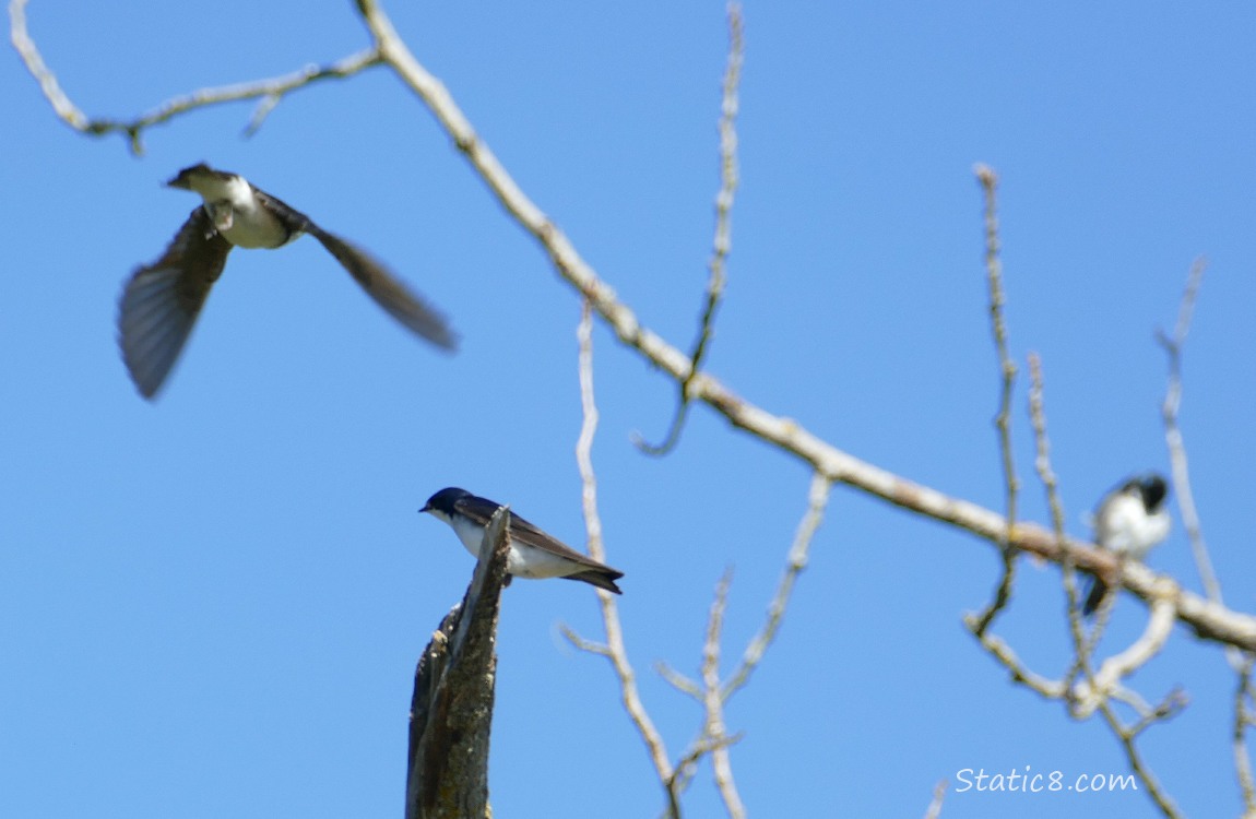 Tree Swallows