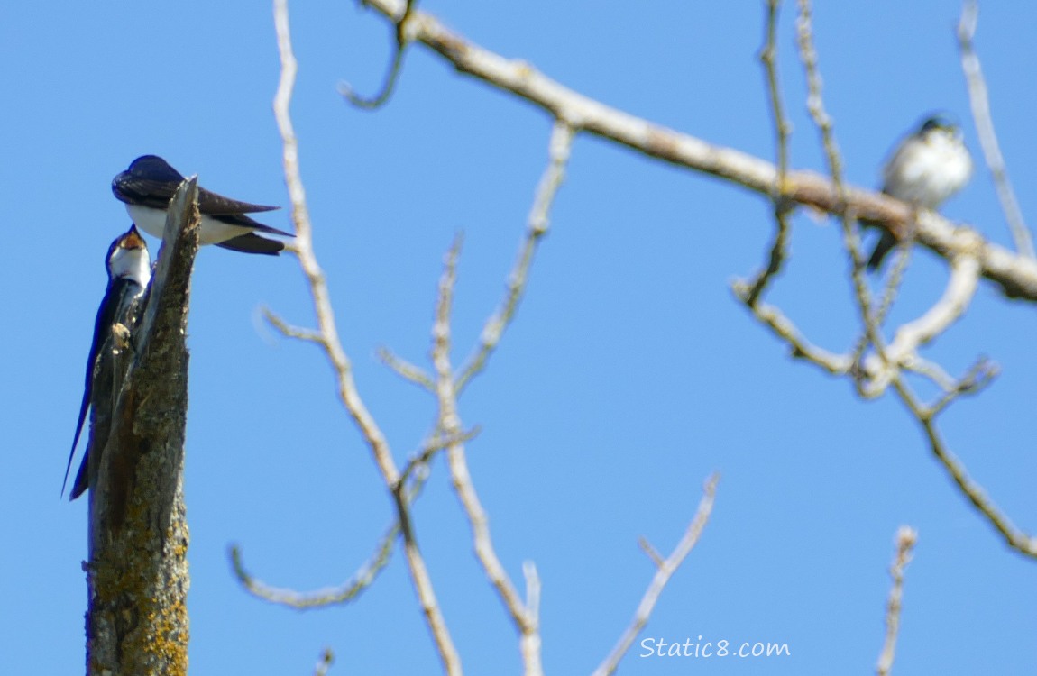 Tree Swallows