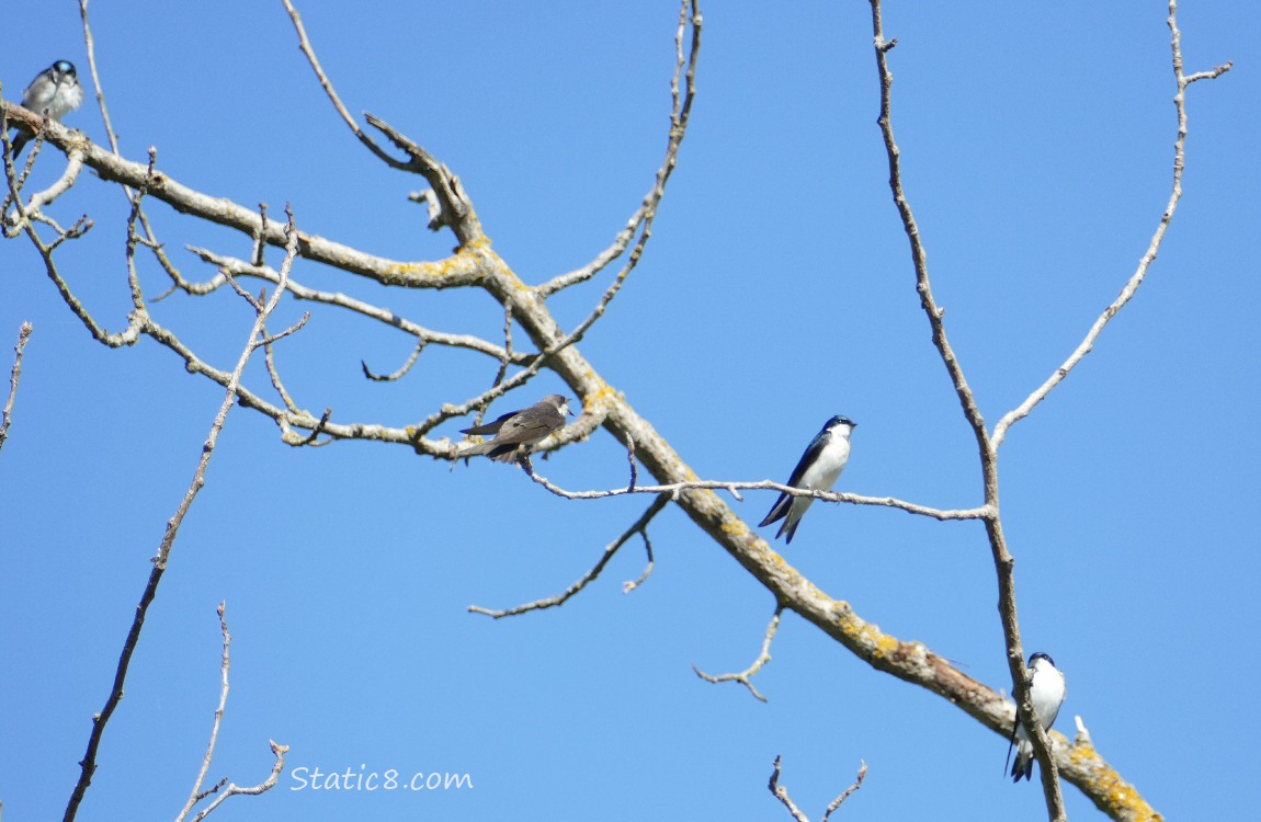 Tree Swallows standing on bare branches